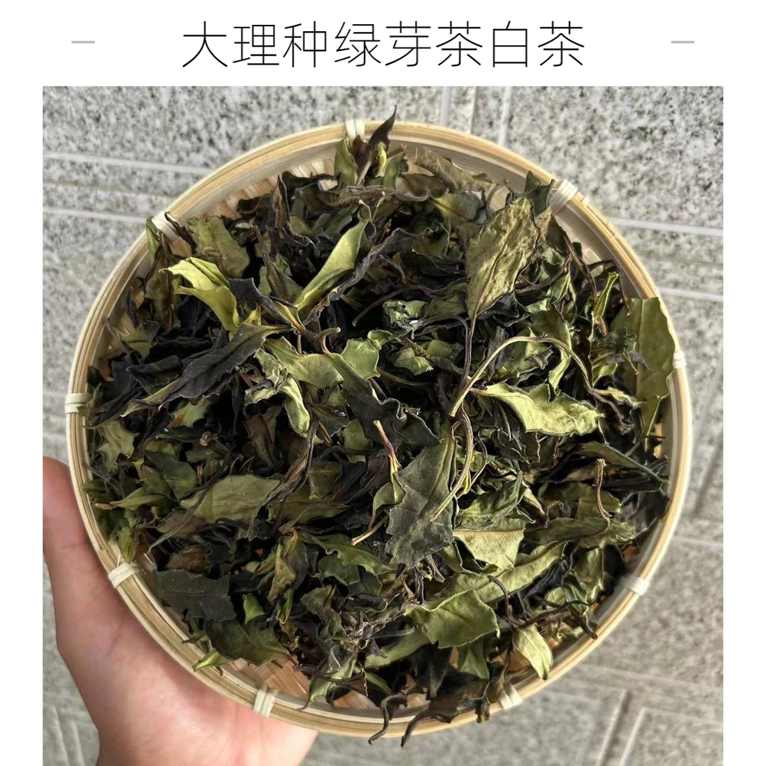 2023云南大雪山 荒山古树明前茶 森林口粮白茶 散装