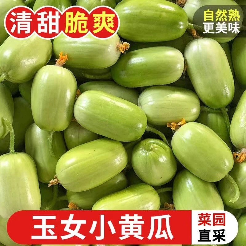 山东现摘玉女水果黄瓜拇指小黄瓜水果黄瓜脆嫩多汁生吃爽口3/5斤