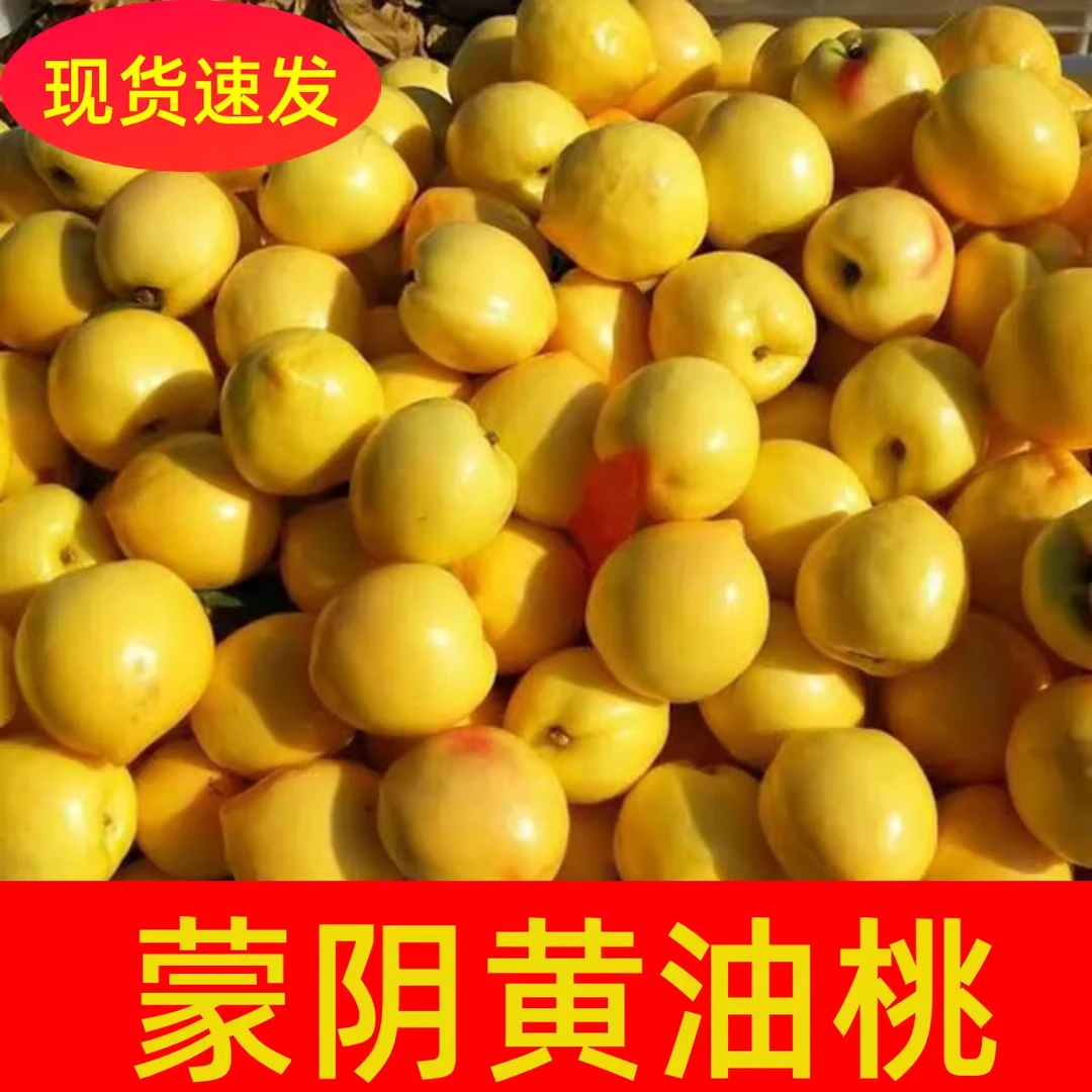 新鲜黄油桃水果正宗蒙阴蜜桃新鲜水果当季现摘现发