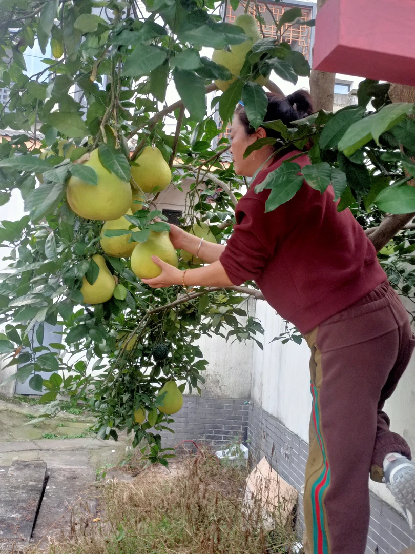 花皮长寿沙田柚10个装1.5-1.7斤