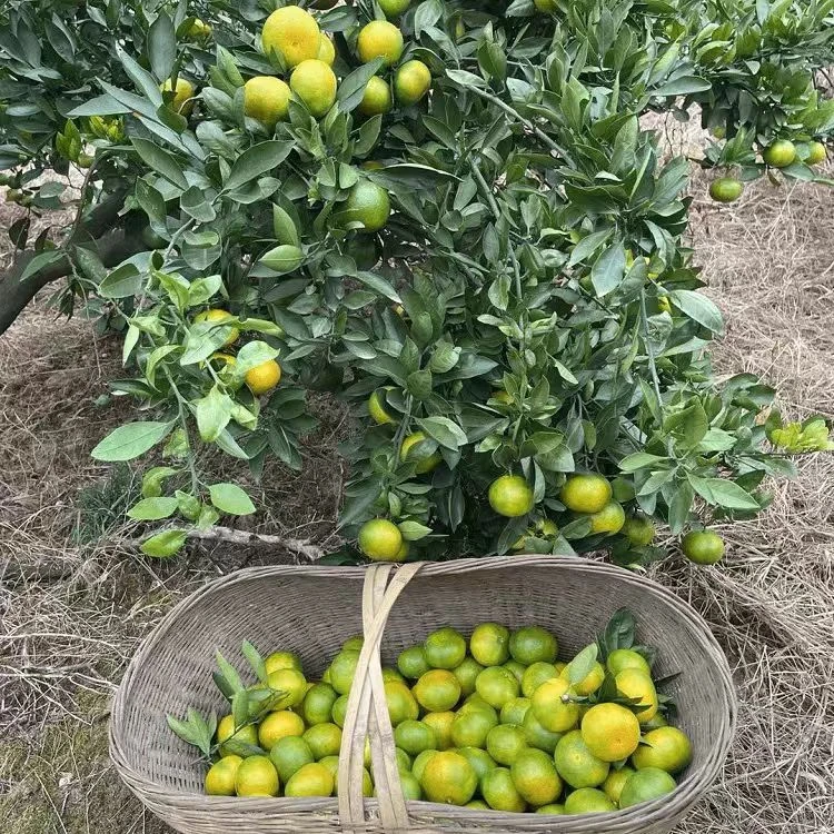 四川眉山青皮蜜橘