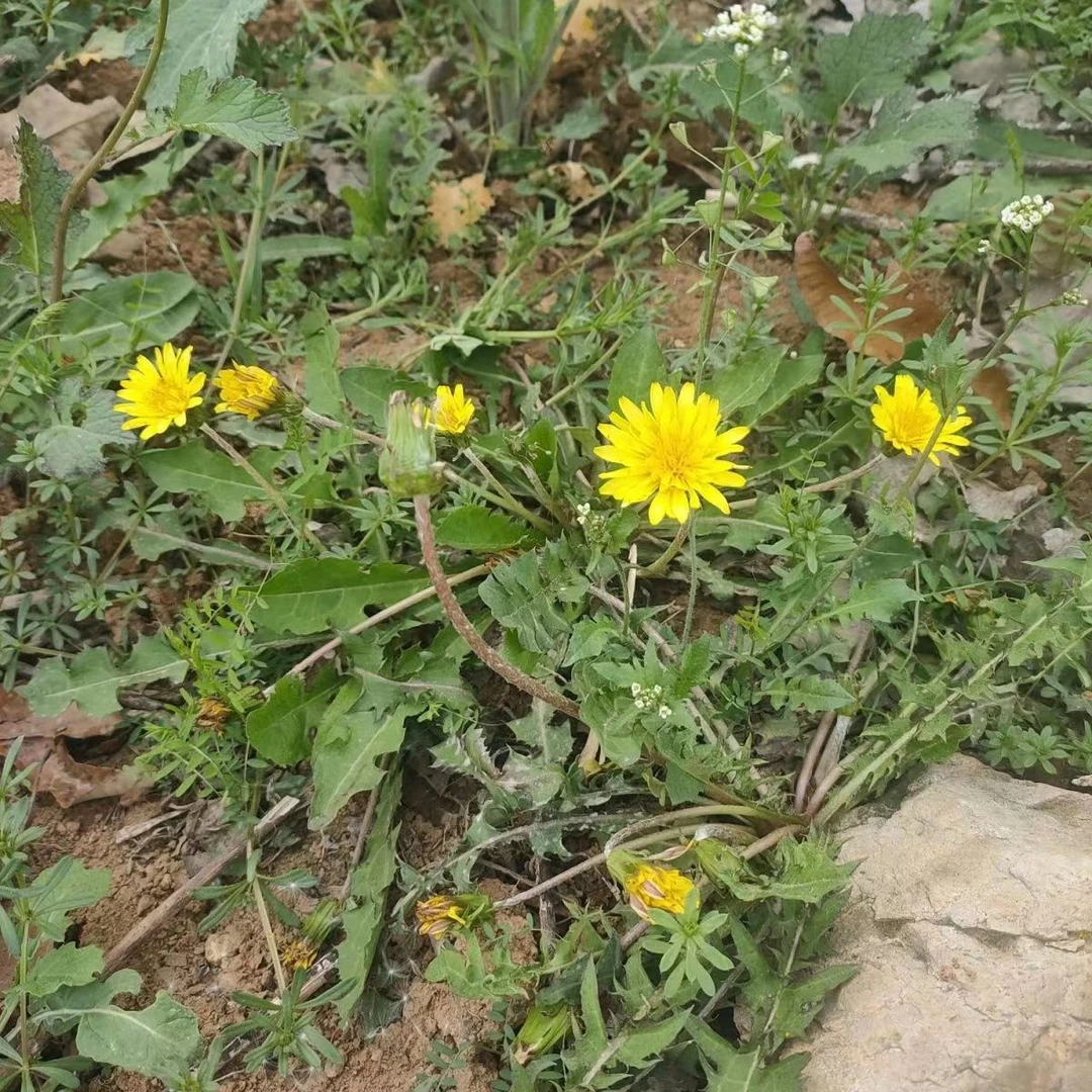 野生蒲公英婆婆丁带根 （部分带花朵) 新鲜现挖沂蒙山3斤4斤2斤