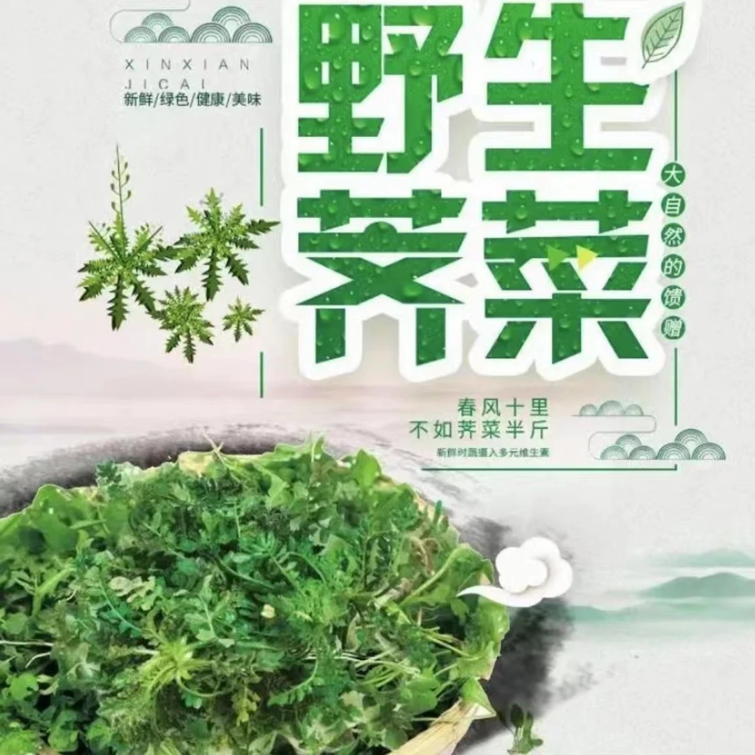纯野生荠菜简单清理4斤有土黄叶2斤送两斤