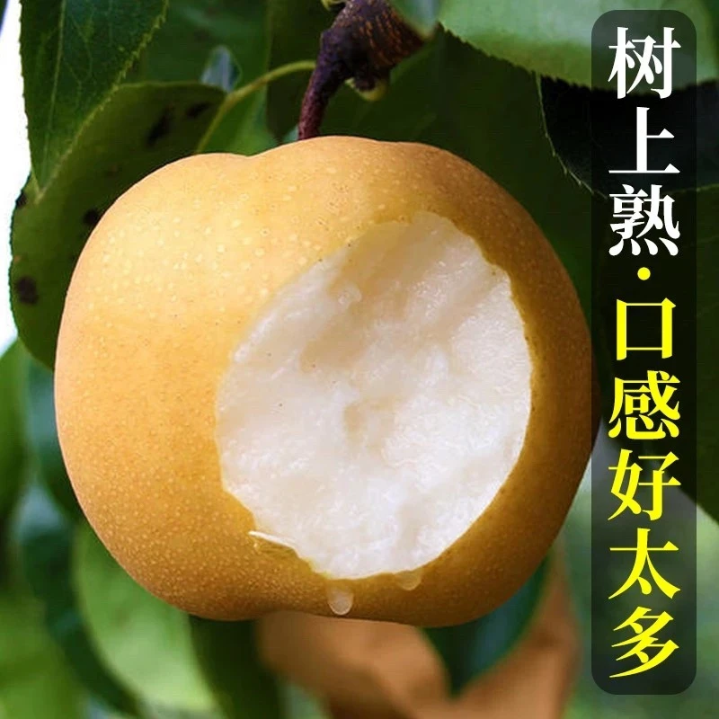 2024新鲜秋月梨5斤个大肉厚冰糖蜜梨汁水丰富炖梨鸭梨雪梨水果梨