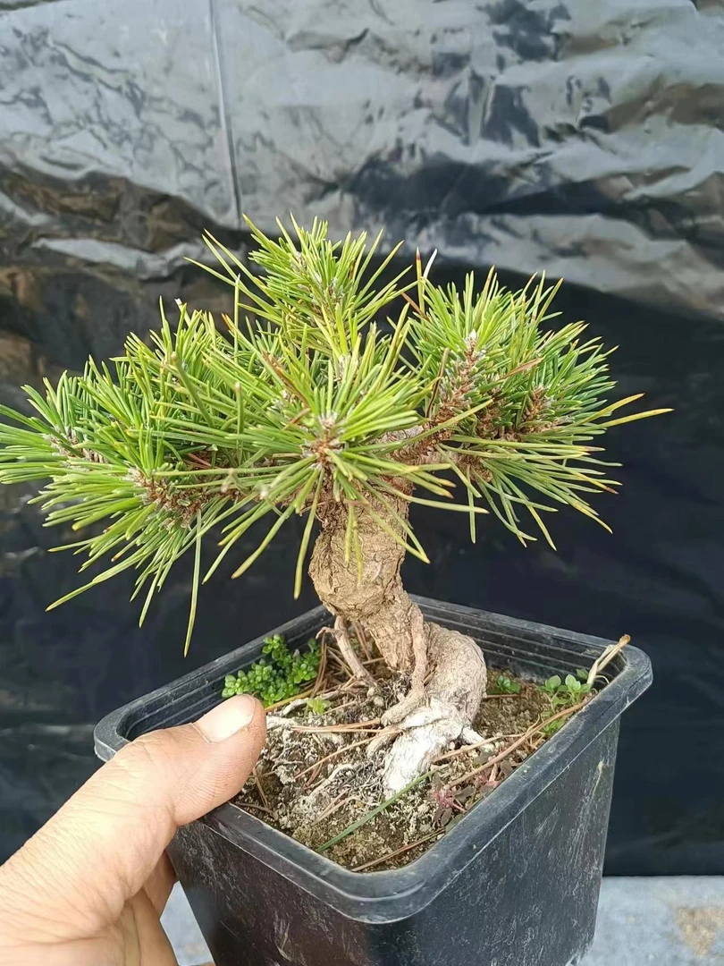 松柏杜鹃花卉杂木造型盆景 庭院别墅花园景观树