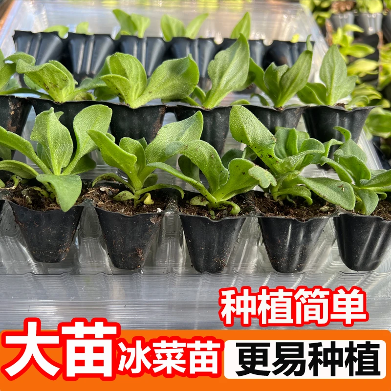 冰菜苗大苗冰草种子口感冰爽脆嫩春秋盆栽高产重复采收蔬菜种孑