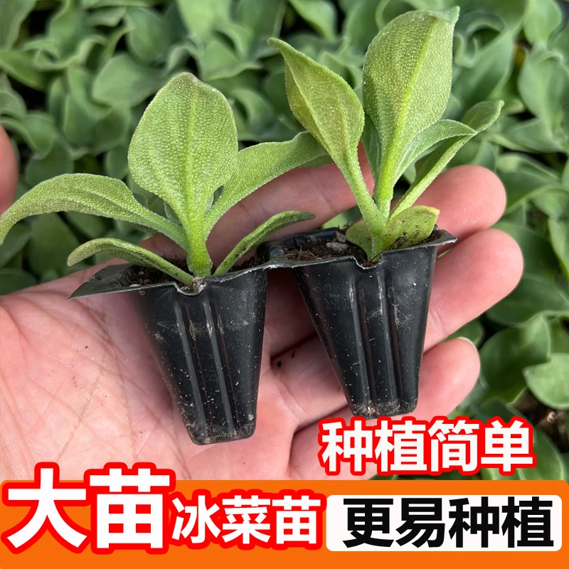 【直播1】冰草苗冰菜种子冰菜种苗四季阳台盆栽寿光蔬菜种籽大苗