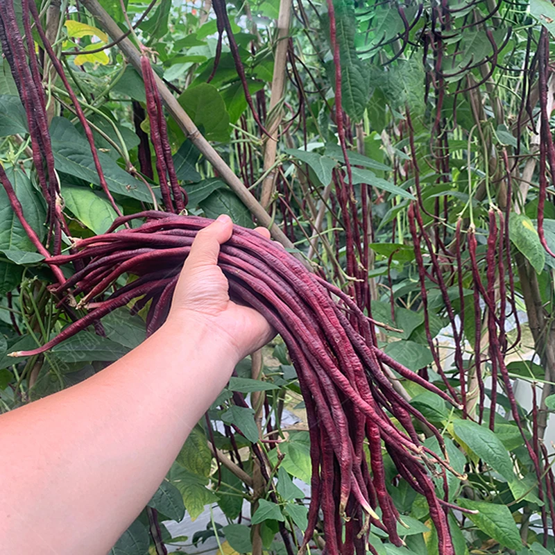 紫红豇豆种子紫色豆角种籽紫豇豆农家菜种植高产蔬菜种孑