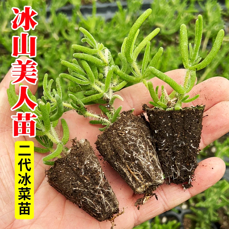 冰山美人苗大粒冰菜苗大苗秧苗冰菜种子特色蔬菜苗四季种植简单