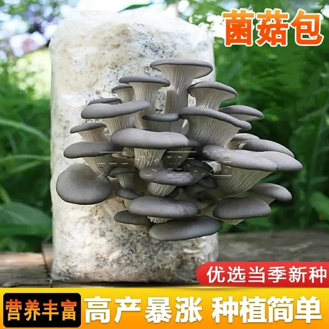 蘑菇菌包蘑菇种植包平菇香菇食用菌蘑菇种子家庭种植阳台种植姬菇