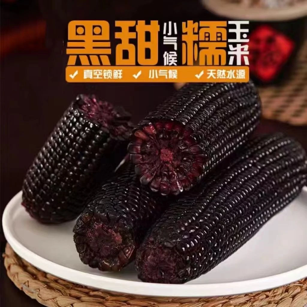 【东北特产】24年头茬黑糯玉米新鲜粘玉米棒甜糯苞米真空装230-280g
