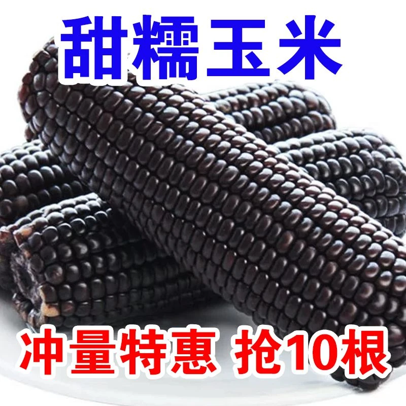 买8送2棒280g整箱东北黑糯玉米棒新鲜甜糯黑苞米真空非转基因头茬