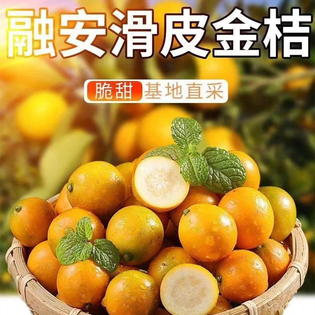 【爆甜】现摘融安金桔5斤新鲜脆皮金桔单果5-20g 当季小金桔批发7.9