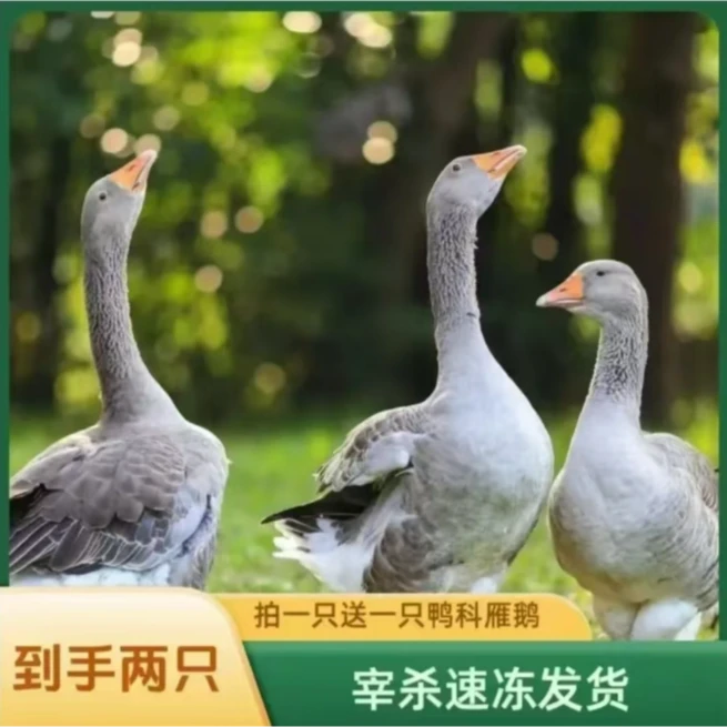 【顺丰】净重9-10斤毛重16斤大雁鹅买1送1黄皮雁带掌翅整只冷链发货