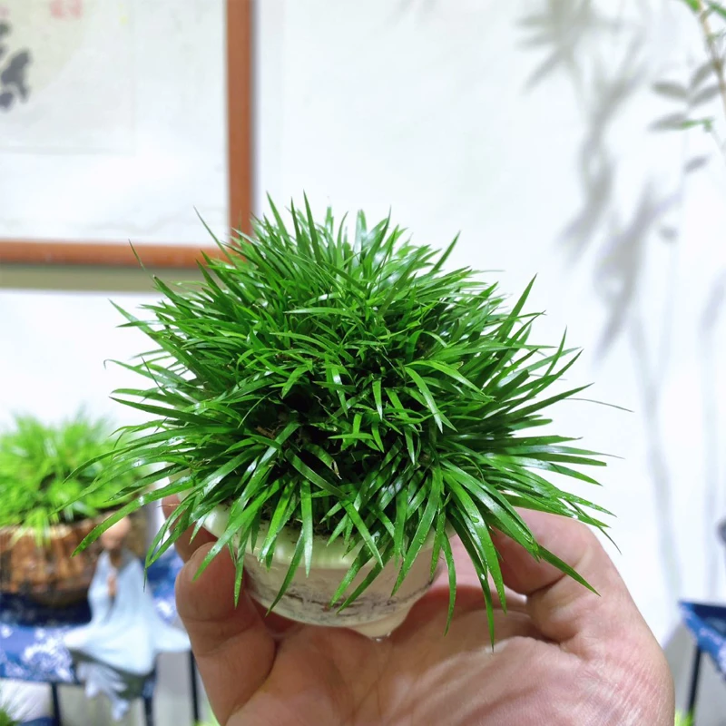 【云溪先生】小白盆系列菖蒲盆景南通金钱绿植小盆栽南通本地草