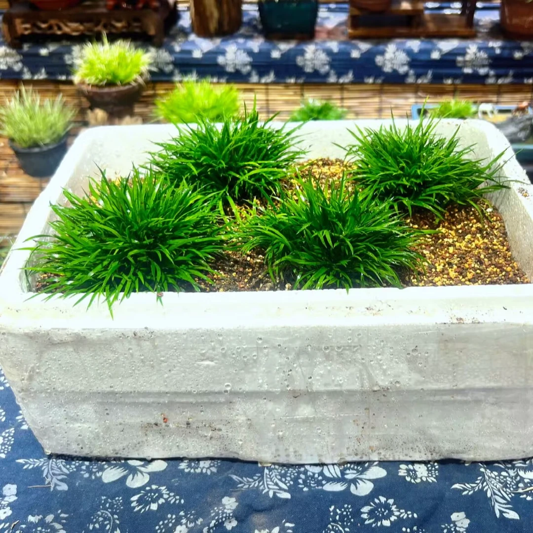 【云溪先生】菖蒲盆景南通金钱菖蒲绿植小盆栽室内书房南通本地草
