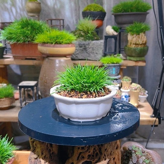 南通金钱菖蒲盆景脱盆发货