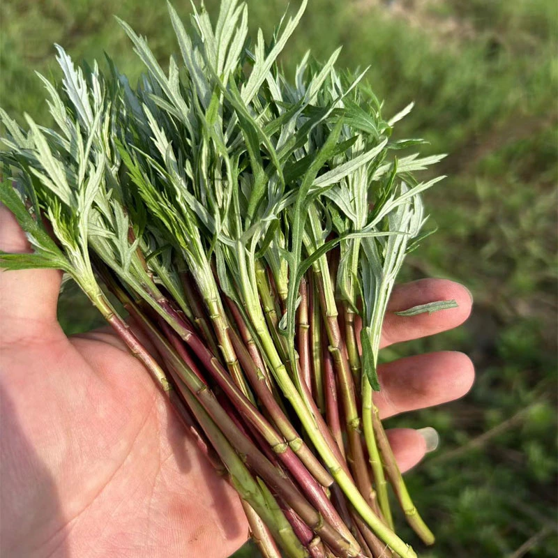 洪湖野藜蒿蓠蒿野菜芦蒿菜新鲜天然泥蒿湖北特产泥蒿2斤顺丰包邮