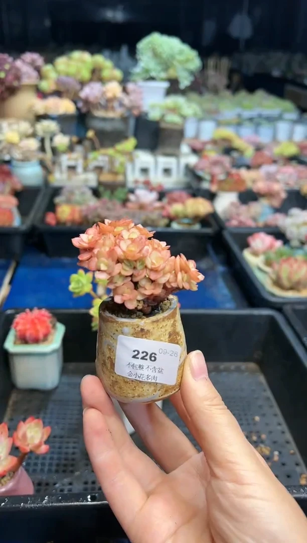 【闪购商品】226不带盆