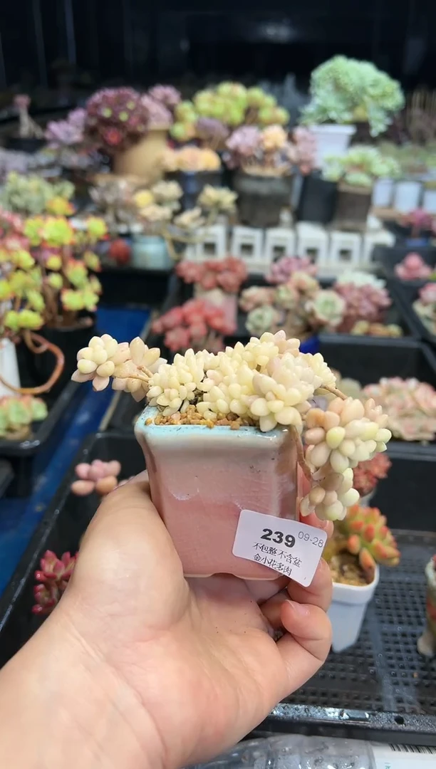 【闪购商品】239不带盆