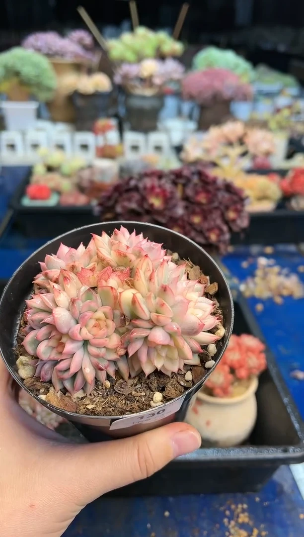 【闪购商品】130不带盆