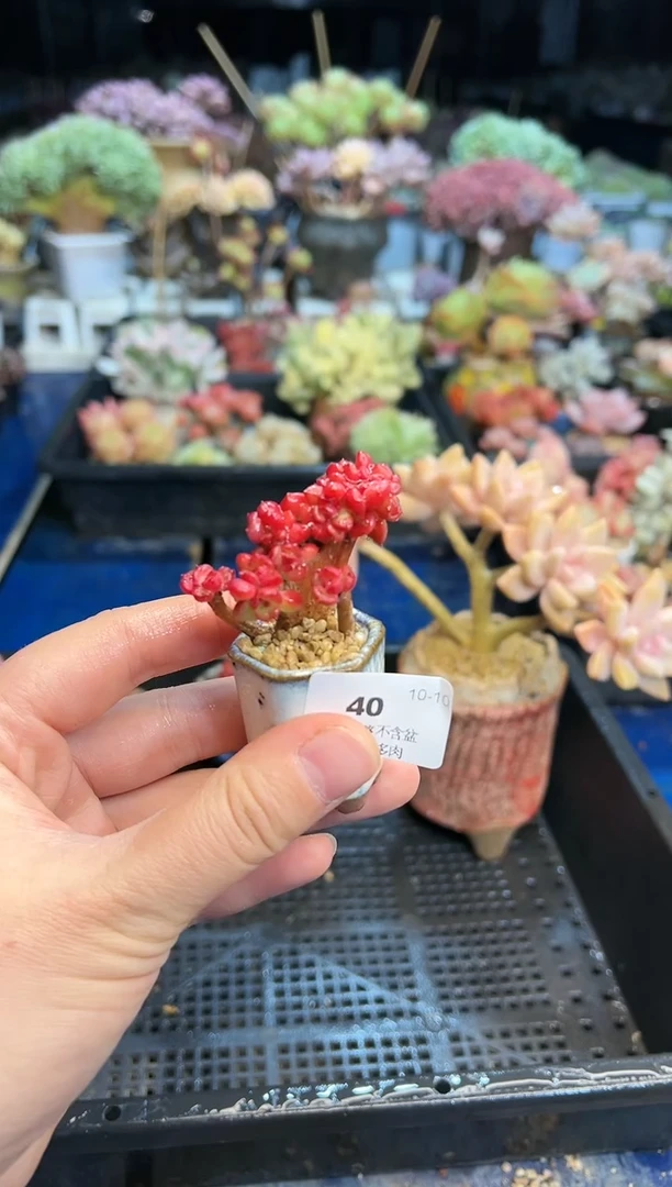 【闪购商品】40不带盆