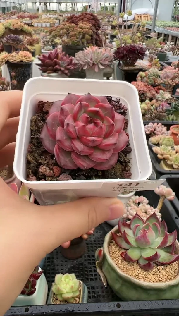【闪购商品】141不带盆