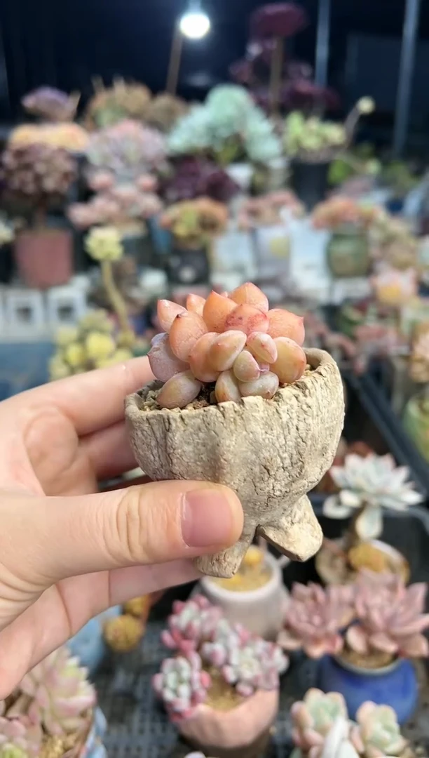 【闪购商品】529带盆