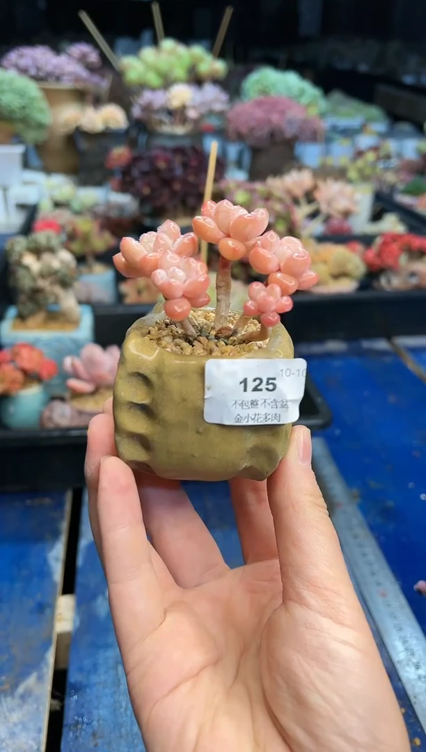 【闪购商品】125不带盆
