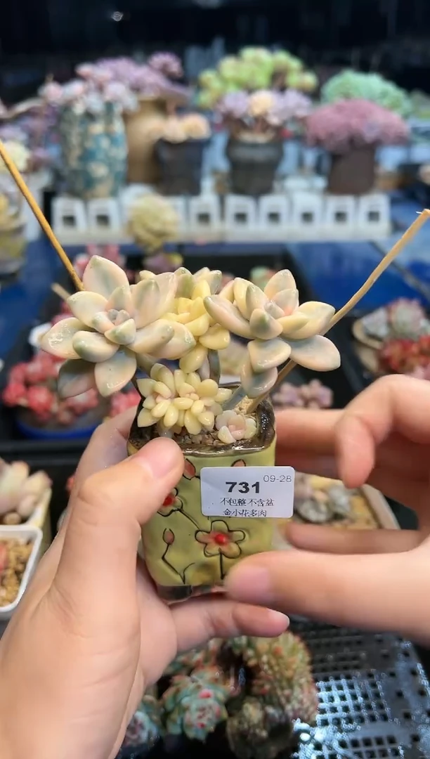 【闪购商品】731不带盆