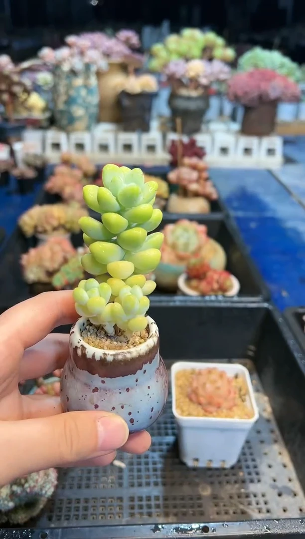 【闪购商品】781不带盆