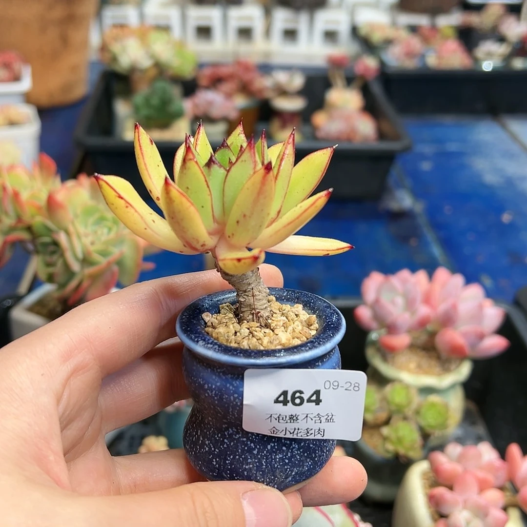 メ****゛464不带盆