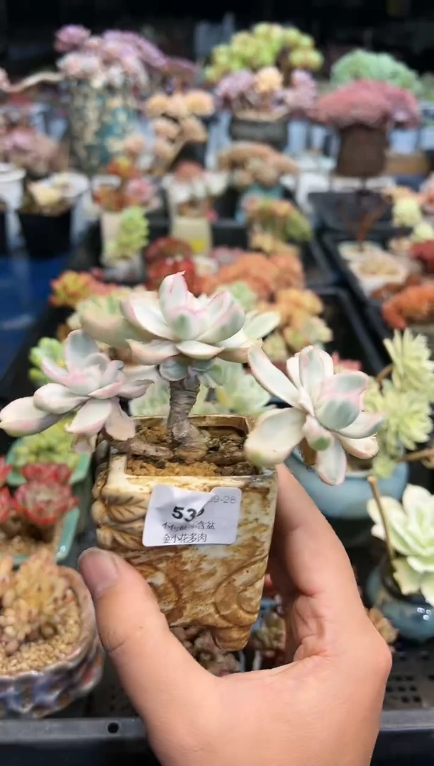 【闪购商品】535不带盆