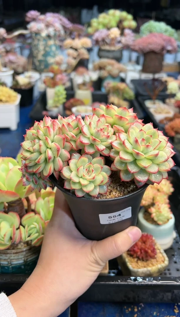 【闪购商品】554不带盆