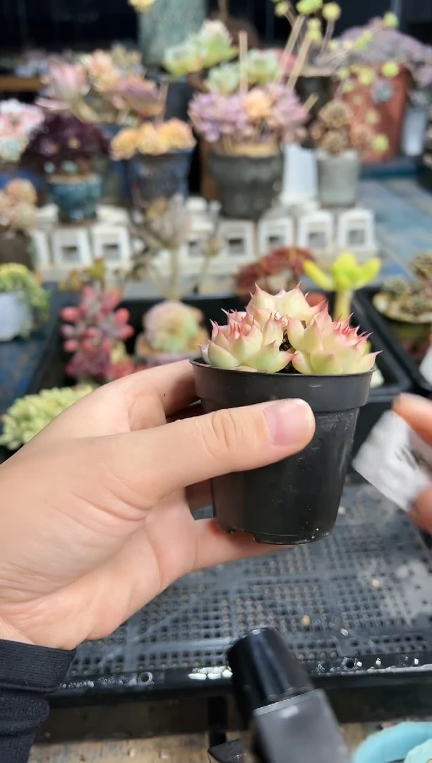 【闪购商品】581不带盆