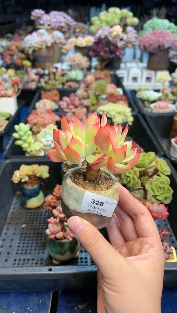 【闪购商品】328不带盆