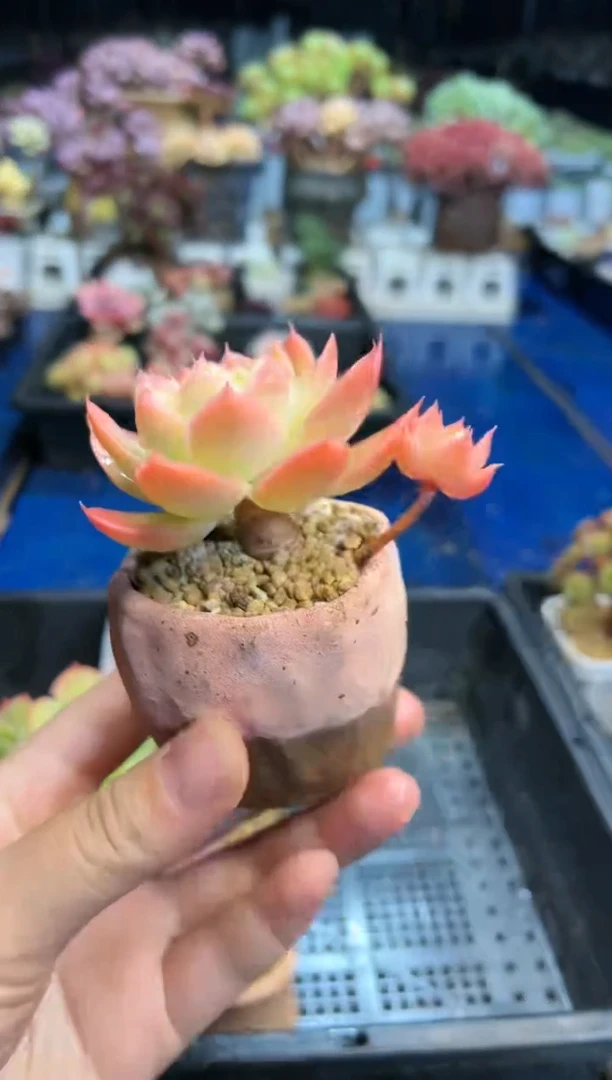 【闪购商品】838不带盆