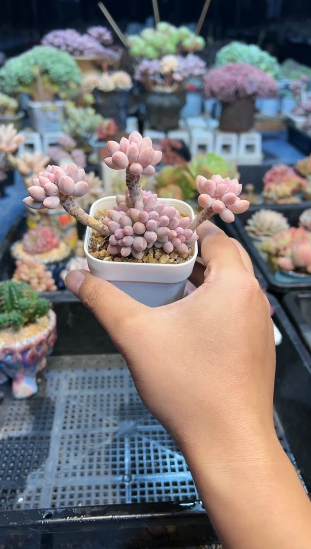 【闪购商品】945不带盆