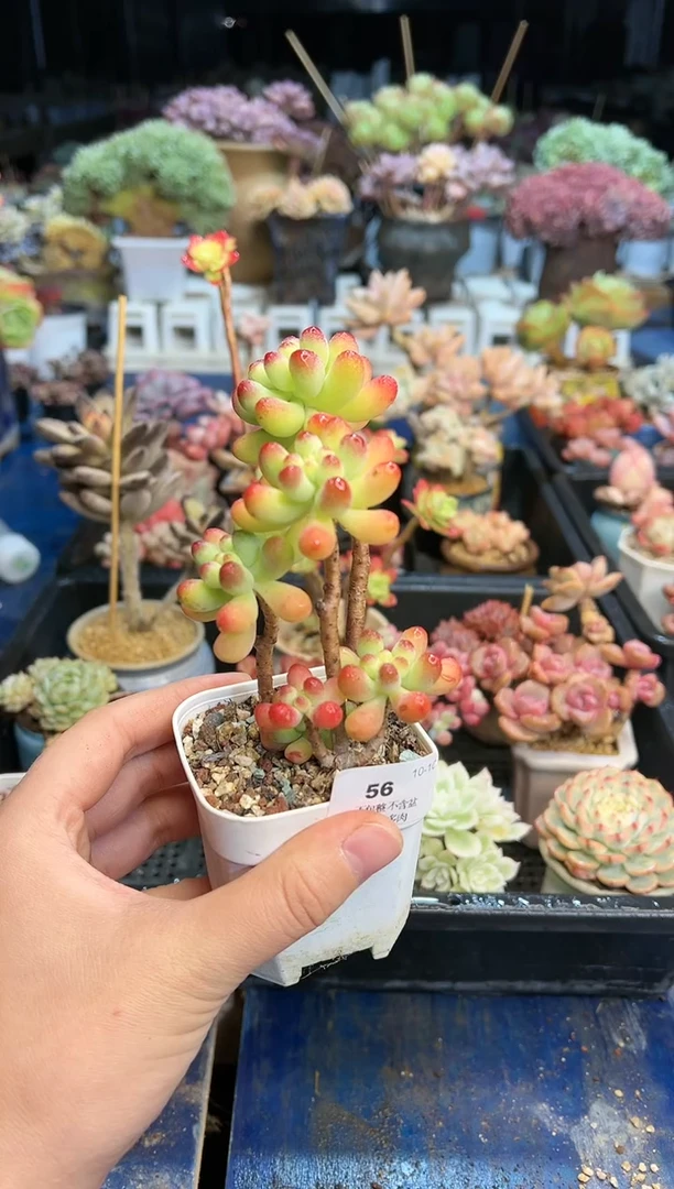 【闪购商品】56不带盆