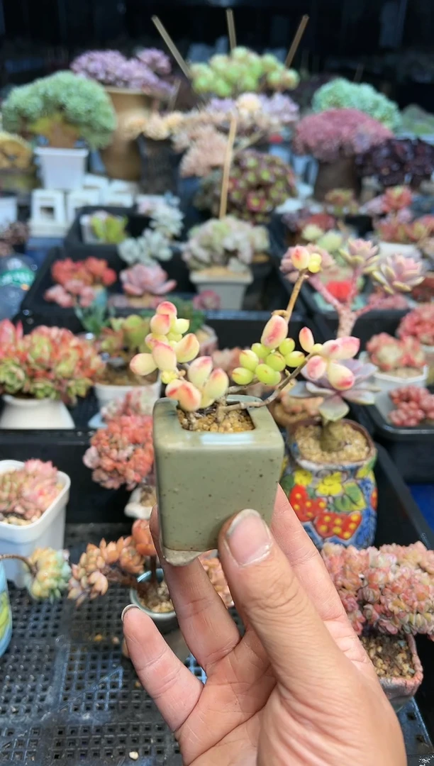 【闪购商品】106不带盆