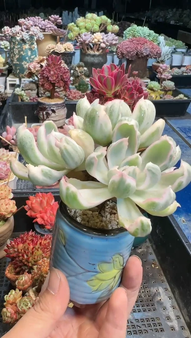 【闪购商品】793不带盆