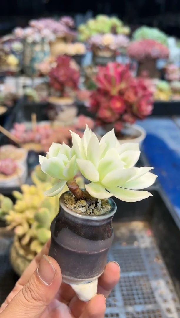 【闪购商品】797不带盆