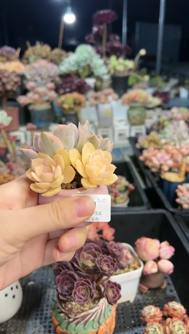 【闪购商品】541不带盆