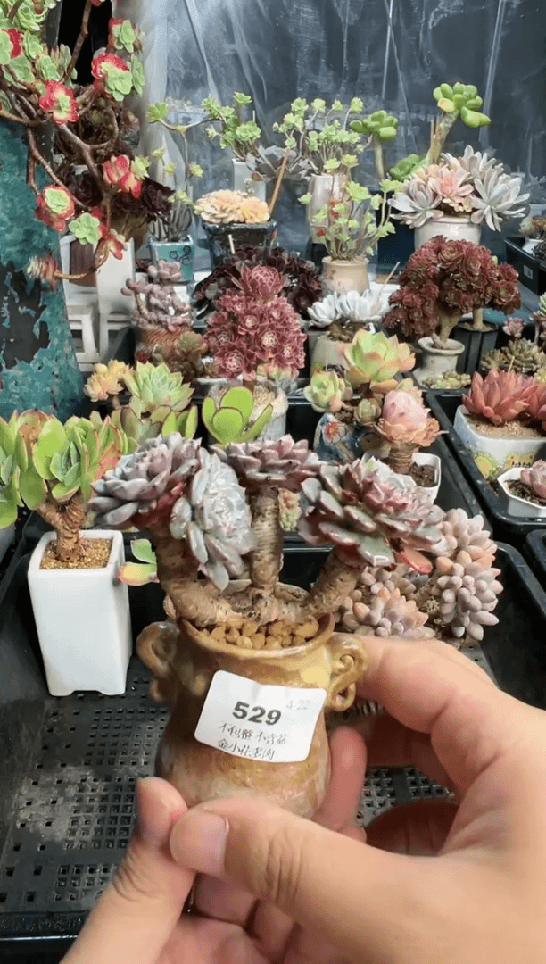 【闪购商品】529不带盆