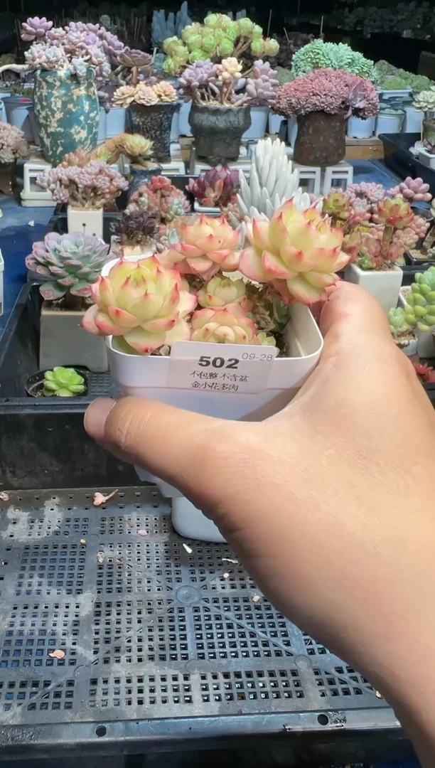 【闪购商品】502不带盆