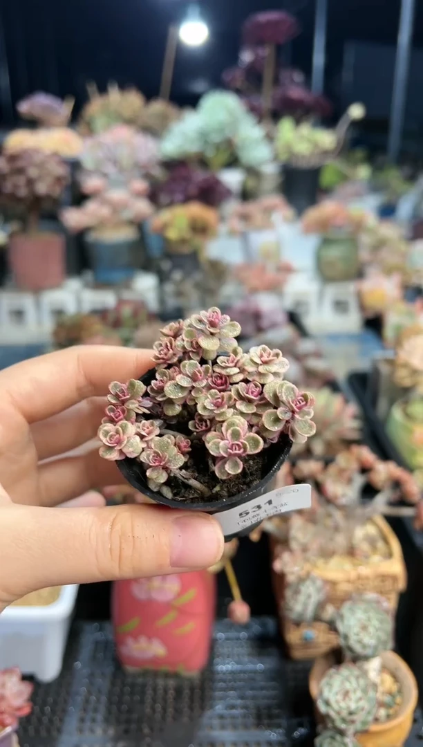 【闪购商品】531不带盆