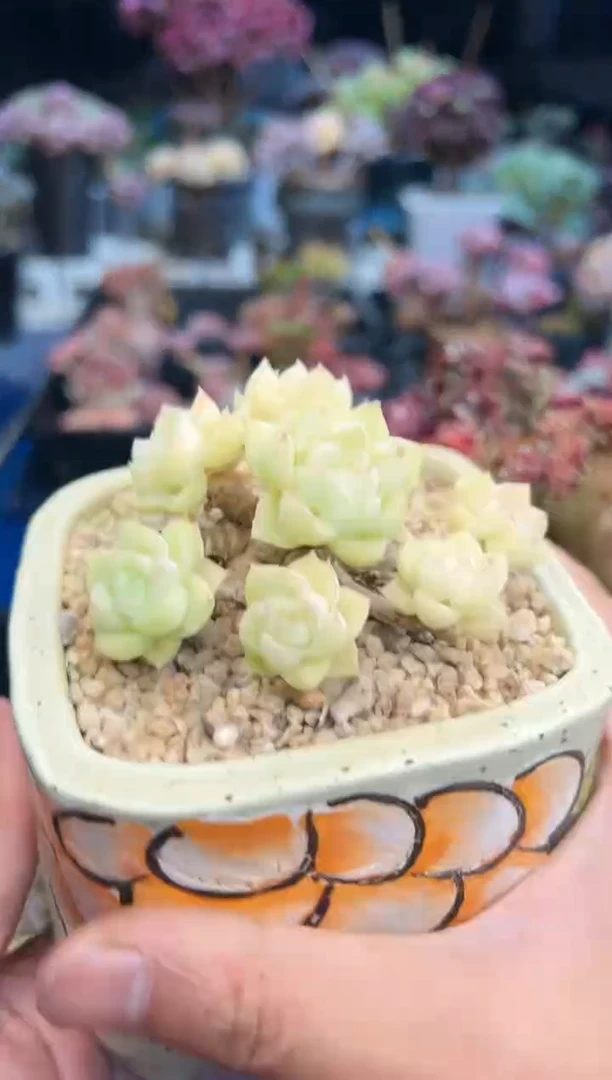 【闪购商品】765不带盆