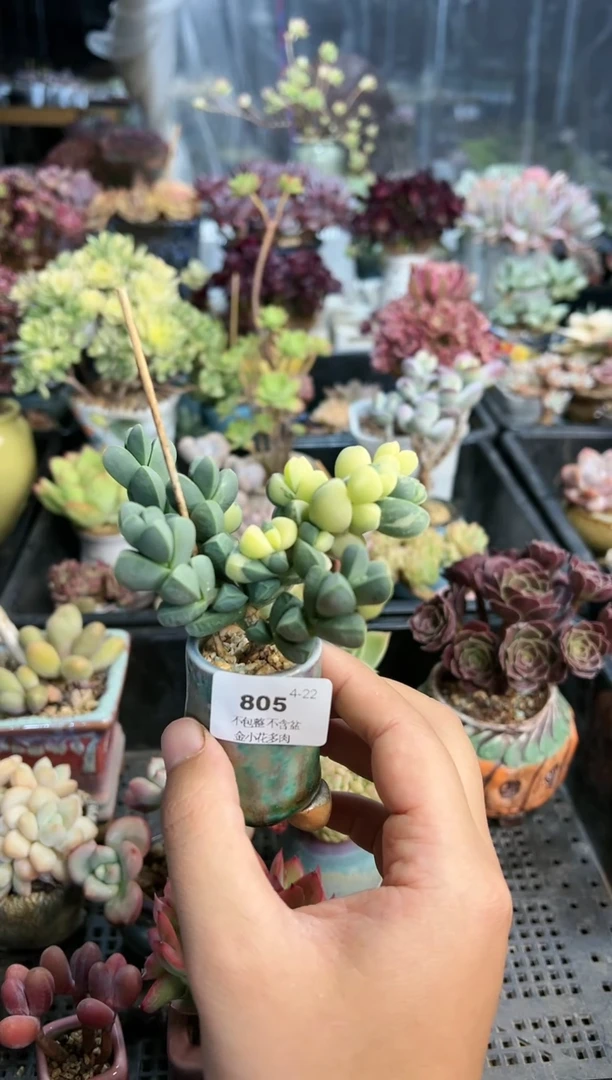【闪购商品】805不带盆