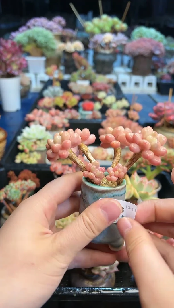 【闪购商品】266不带盆