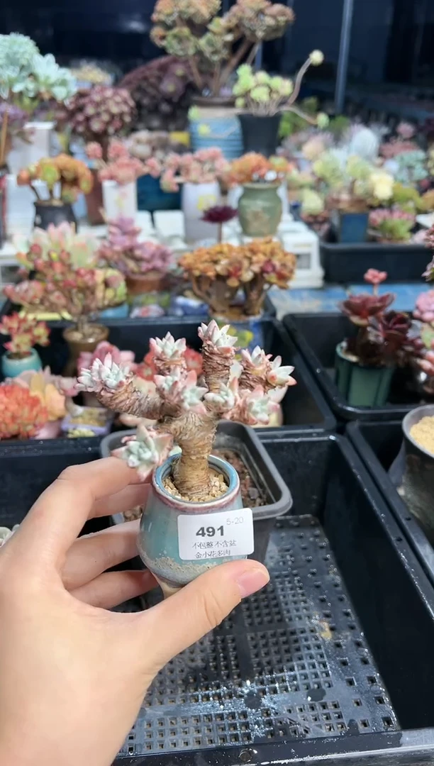 【闪购商品】491不带盆